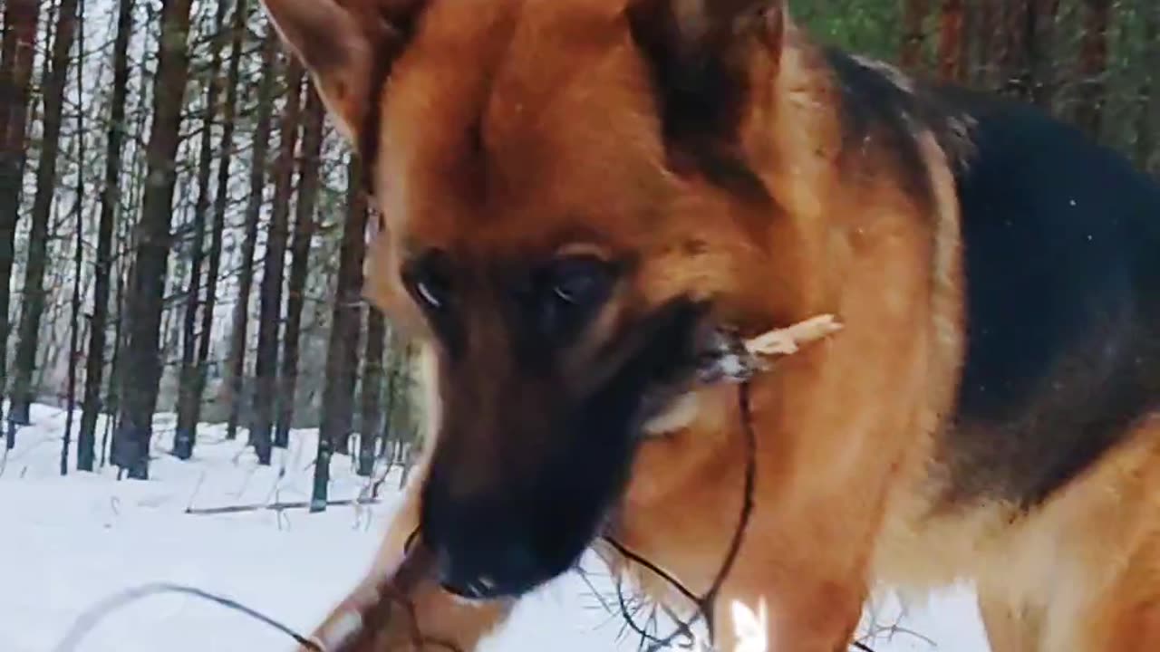 A walk in the woods with a German shepherd.