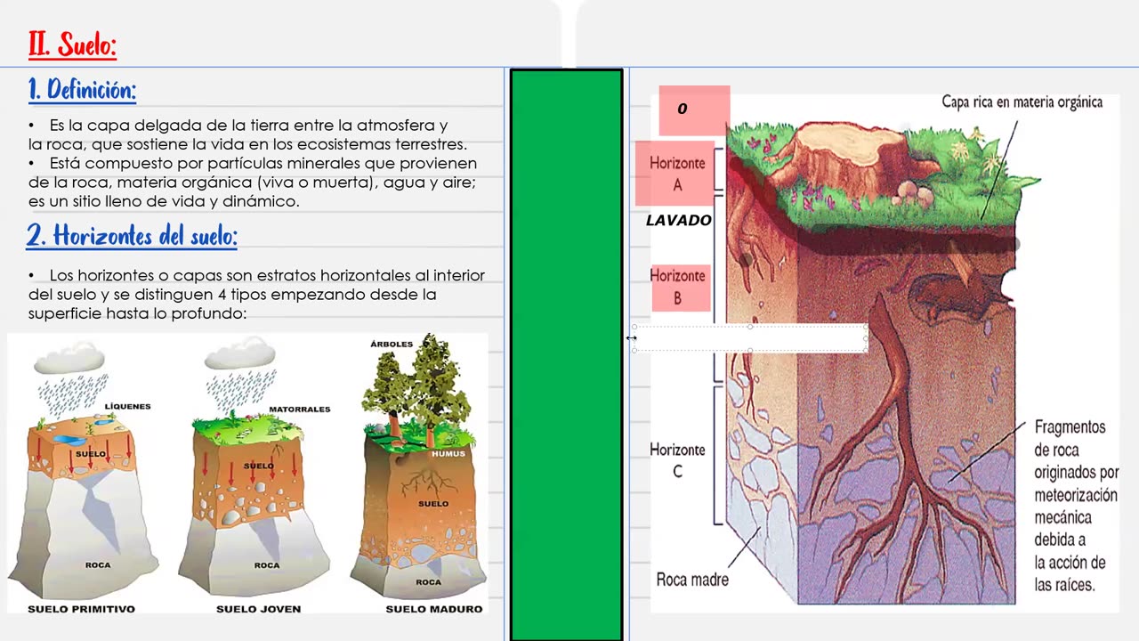 PAMER SEMESTRAL ESCOLAR 2022 | Semana 13 | Biología