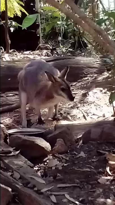 I Don't Know What Happened to Your Baby Sistra ☹️🦘