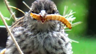 Chirping Sparrow babies feeding