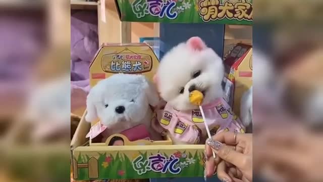 the real dogs as pups