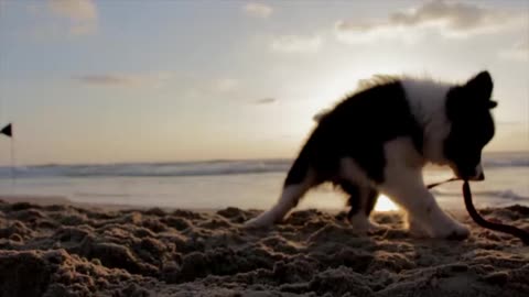 My Puppy Goes to the Beach!Puppy Playing on the Beach