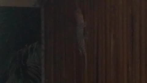 Giant gecko spotted on wall in Hua Hin, Thailand