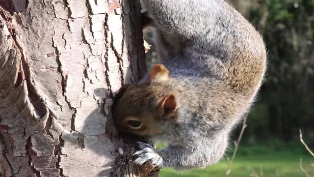 squirrel gray