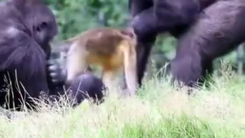 Wild orangutan evacuation process