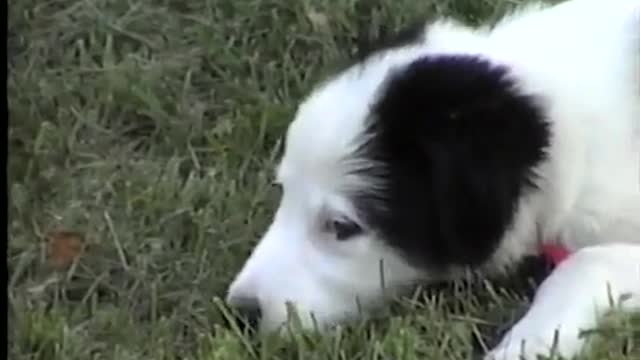 Mandy as a Pup 8-3-1996