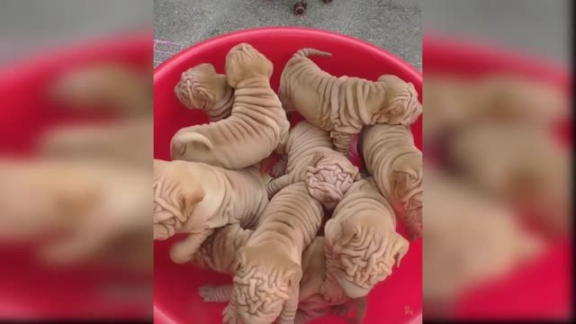 Baby Dogs - Cute and Funny Dog Videos Compilation