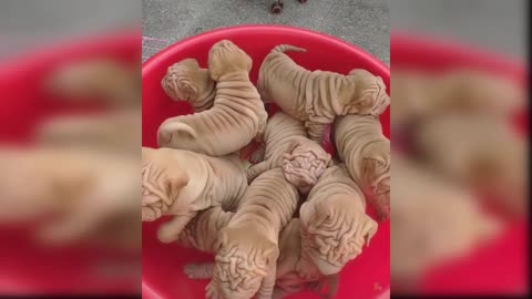 Baby Dogs - Cute and Funny Dog Videos Compilation