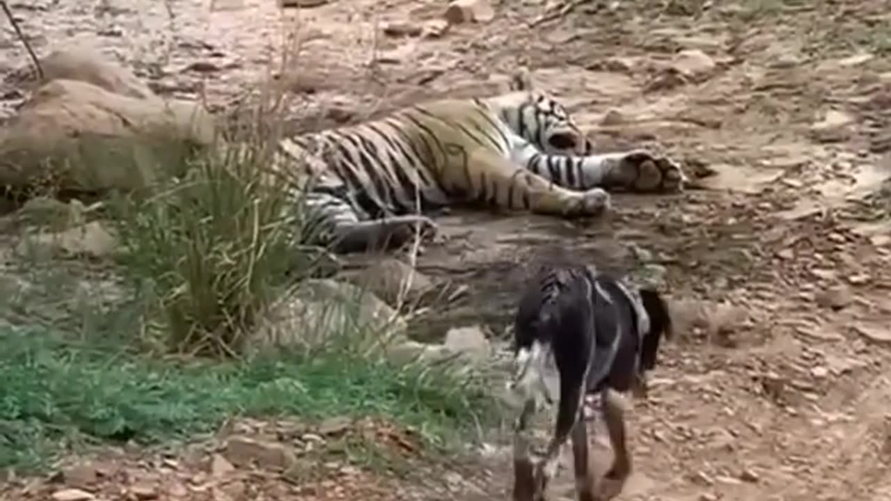 TIGER KILLED DOG| TIGER ATTACK DOG AT PARK