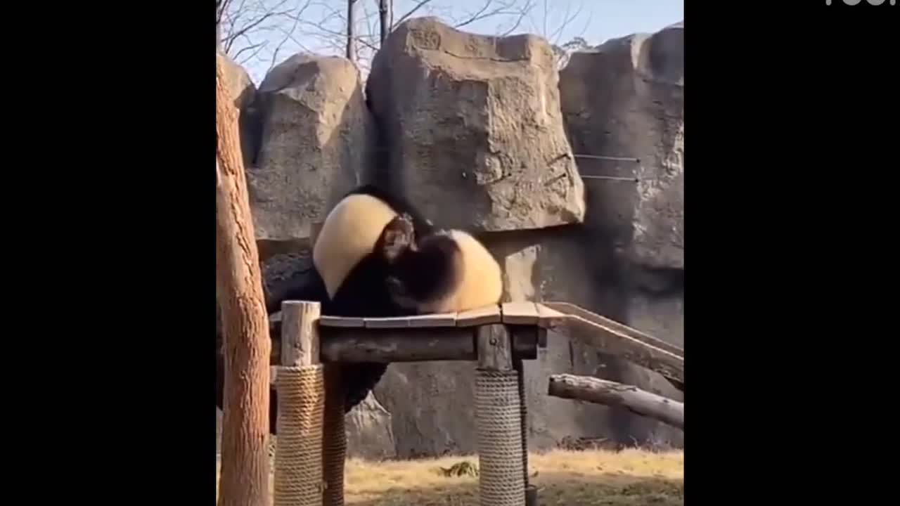 Funny moments of pandas part 2