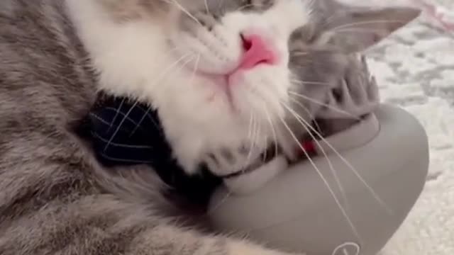 Kitty Enjoying Face Massager