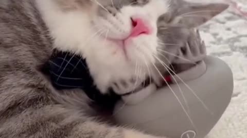 Kitty Enjoying Face Massager