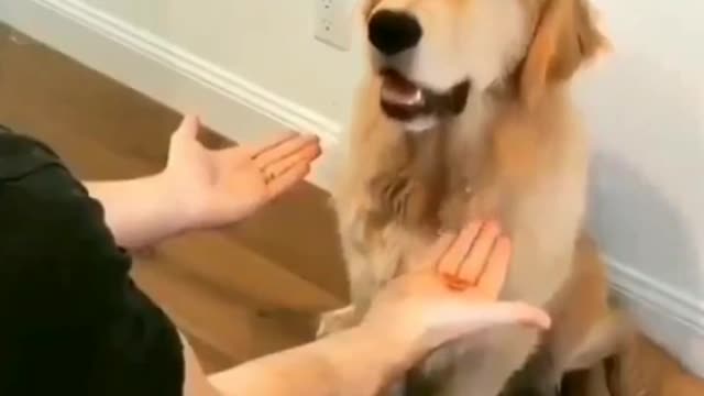 Dog Confused