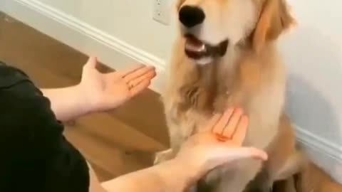 Dog Confused