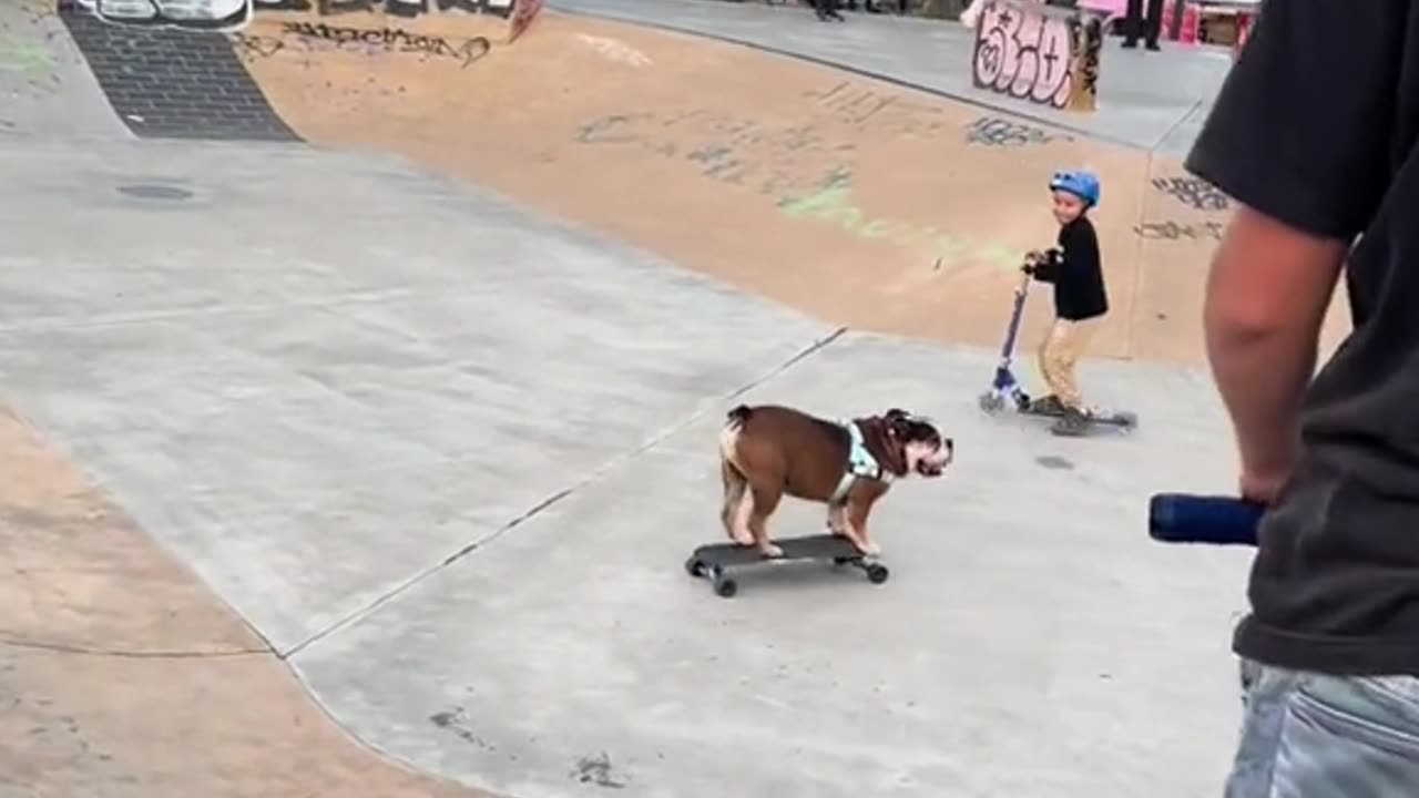 The BULLDOG enjoying skateboarding with his friends