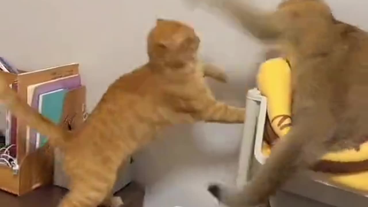 Cat to cat funny videos & sounds