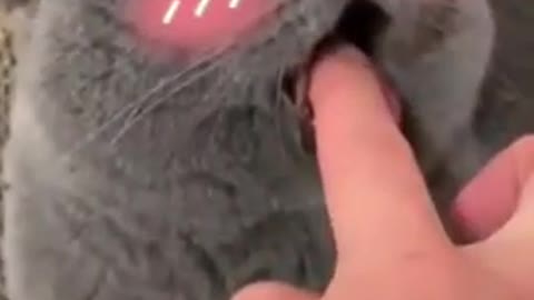 Cute cat video and Angry cat 😺😺😺😺😺