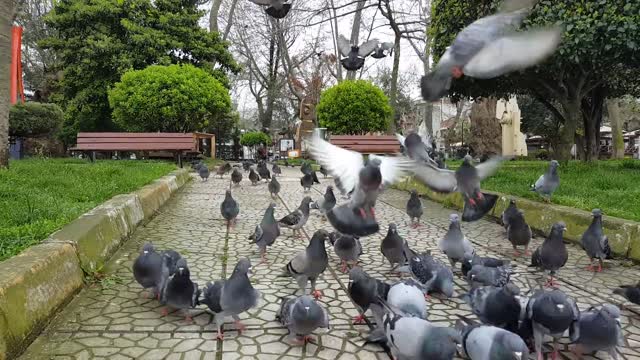 Homing pigeon is one of the smart pigeons