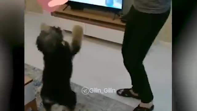 Dog dance funny lovely