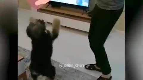 Dog dance funny lovely