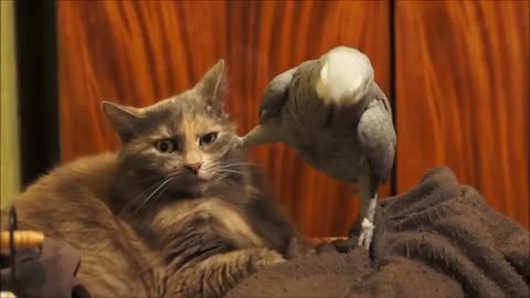 Parrot annoys cat