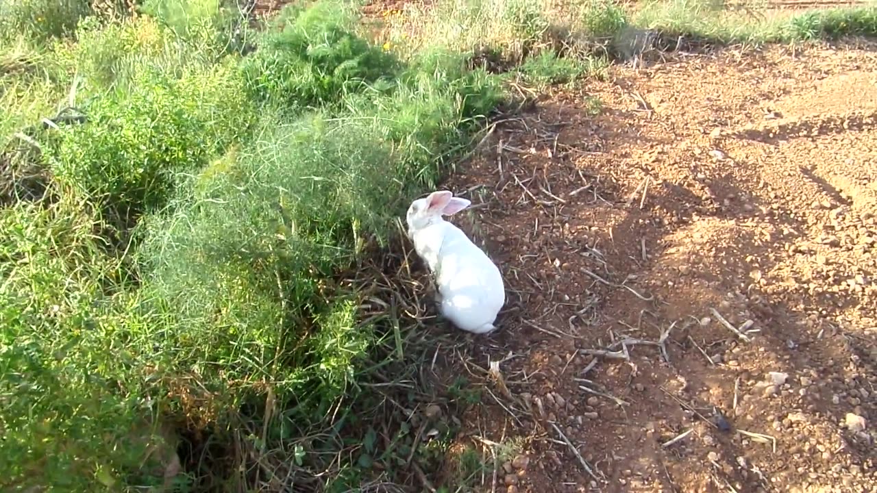 Weisser Hase am Karfreitag