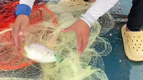 How to Catch Fish from Net