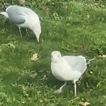 The seagull two step shuffle 🤣🤣