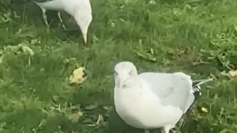 The seagull two step shuffle 🤣🤣