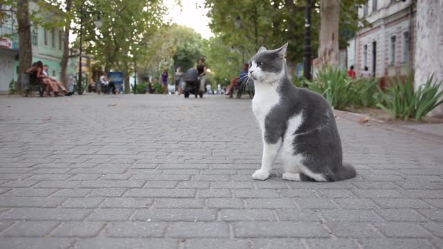 Gray Cat on the Street