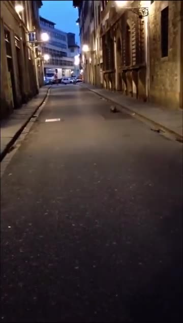 Wild honey badger in Florence 🐈🐈🐈 #Shorts #nasio