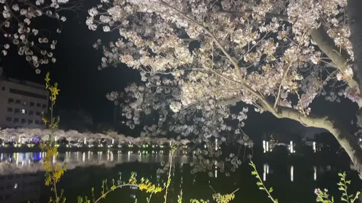 famous cherry blossom spot in Korea