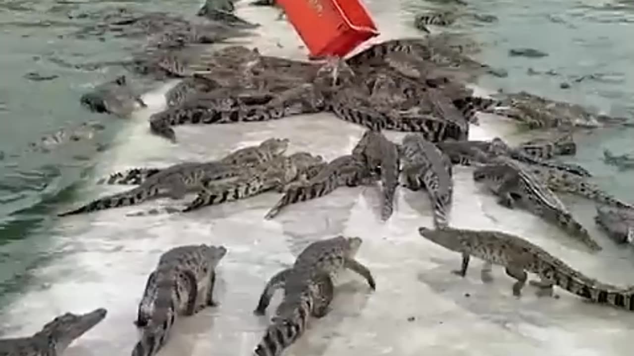 Farmer feeds crate of fresh meat to over 10,0000 crocodiles #Shorts