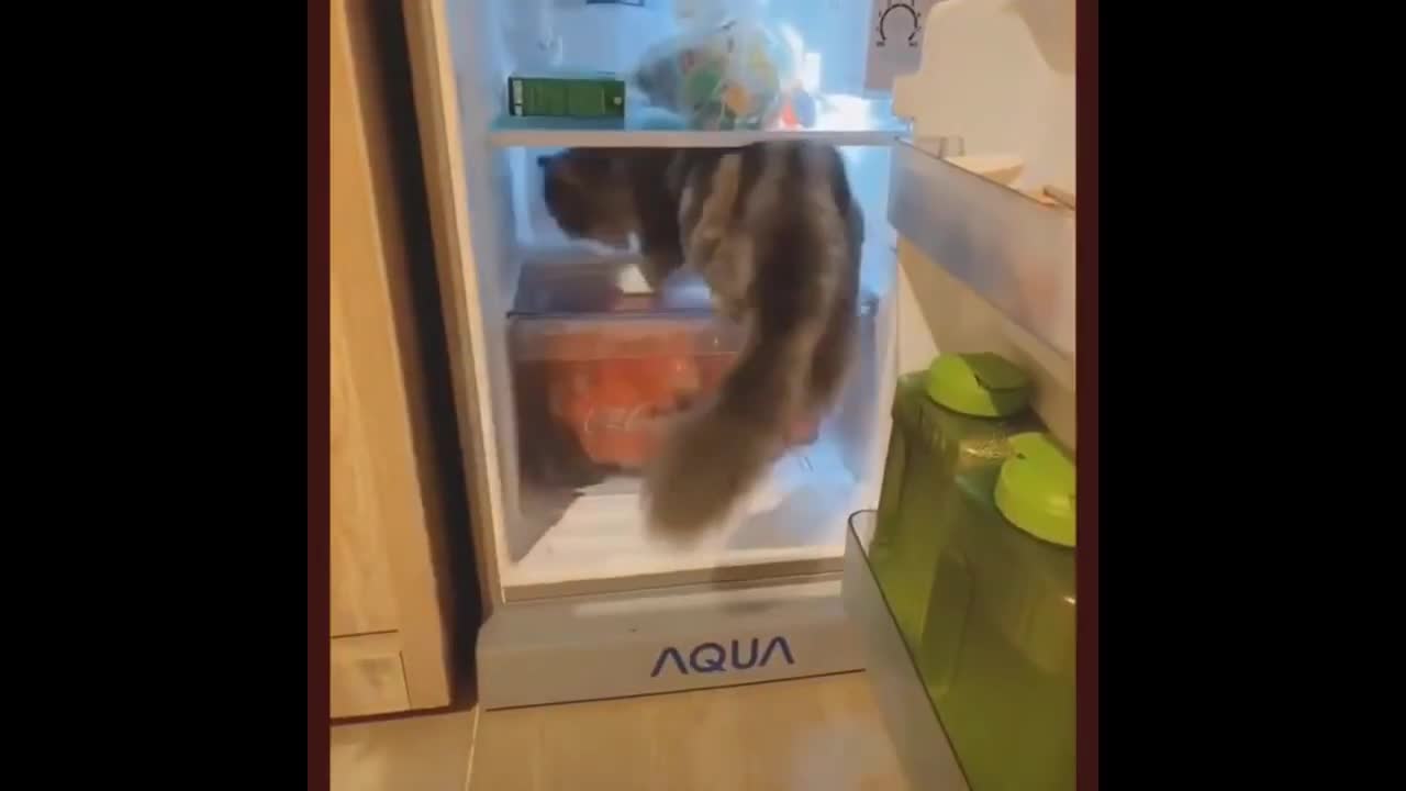 Best video of funny cats