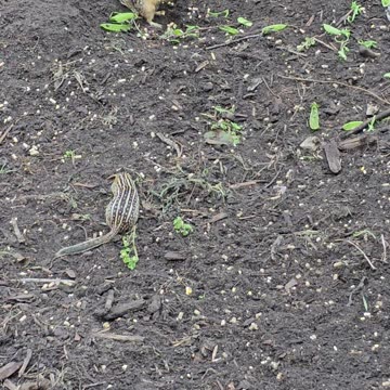 OMC! Happy little critters & birds everywhere - Critter utopia - Gophers gone wild #shorts #gophers