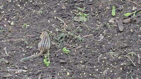 OMC! Happy little critters & birds everywhere - Critter utopia - Gophers gone wild #shorts #gophers