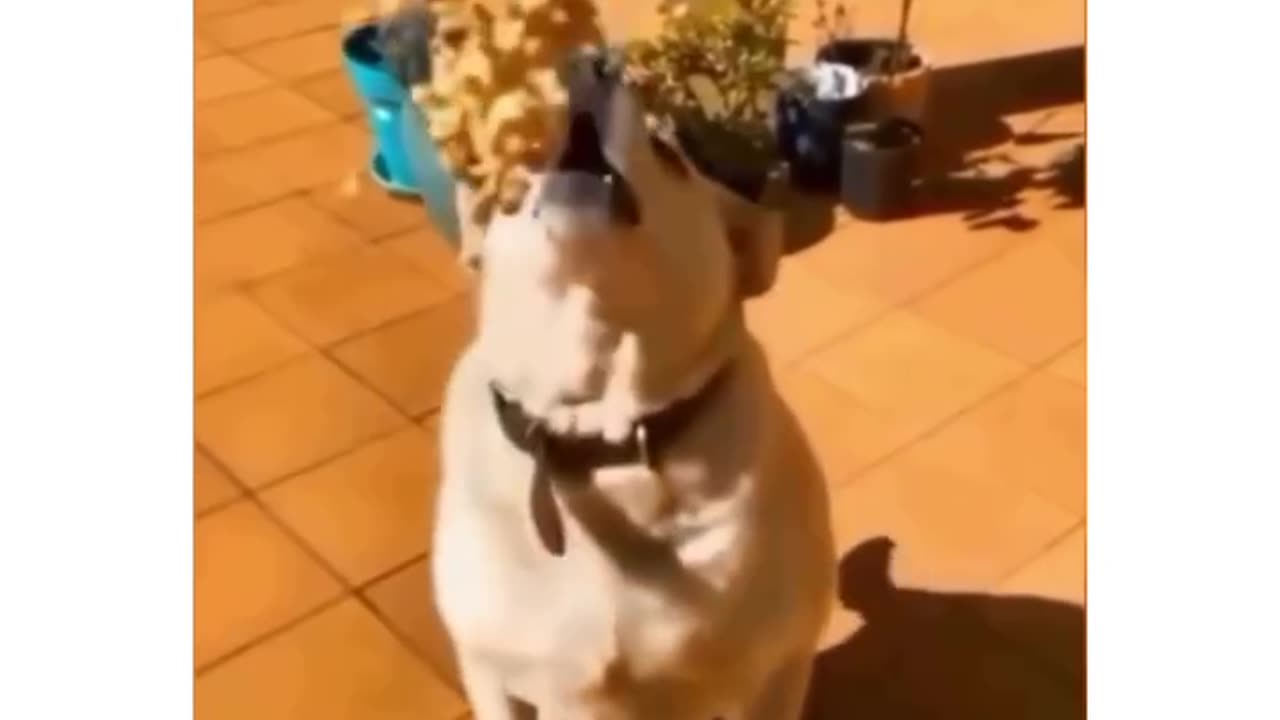 Funny dog