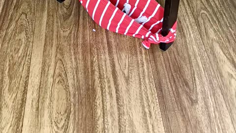 Cute Cat kitten