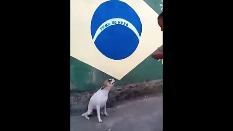 Perro bailarin