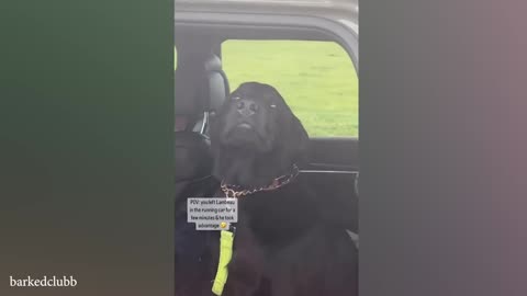 The Funniest Labradors Dog 🤣 Funniest DOGS videos #36