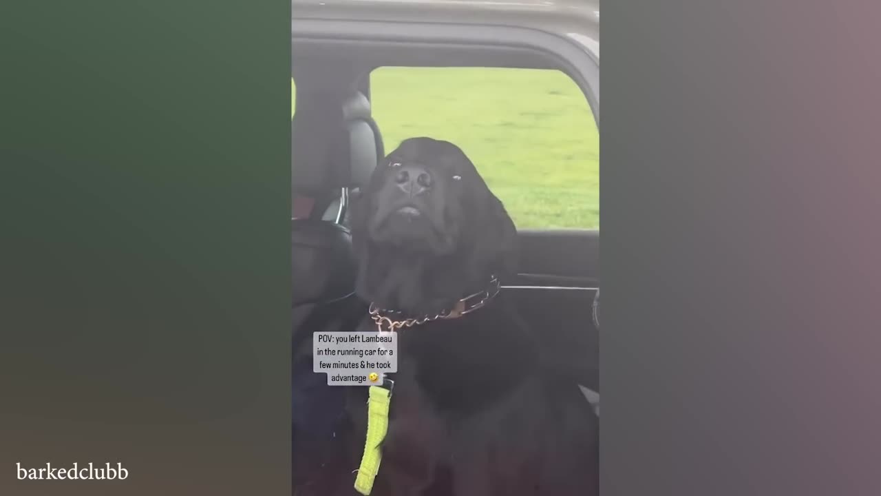 The Funniest Labradors Dog 🤣 Funniest DOGS videos #36