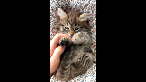 Naughty cat and girl funny moments
