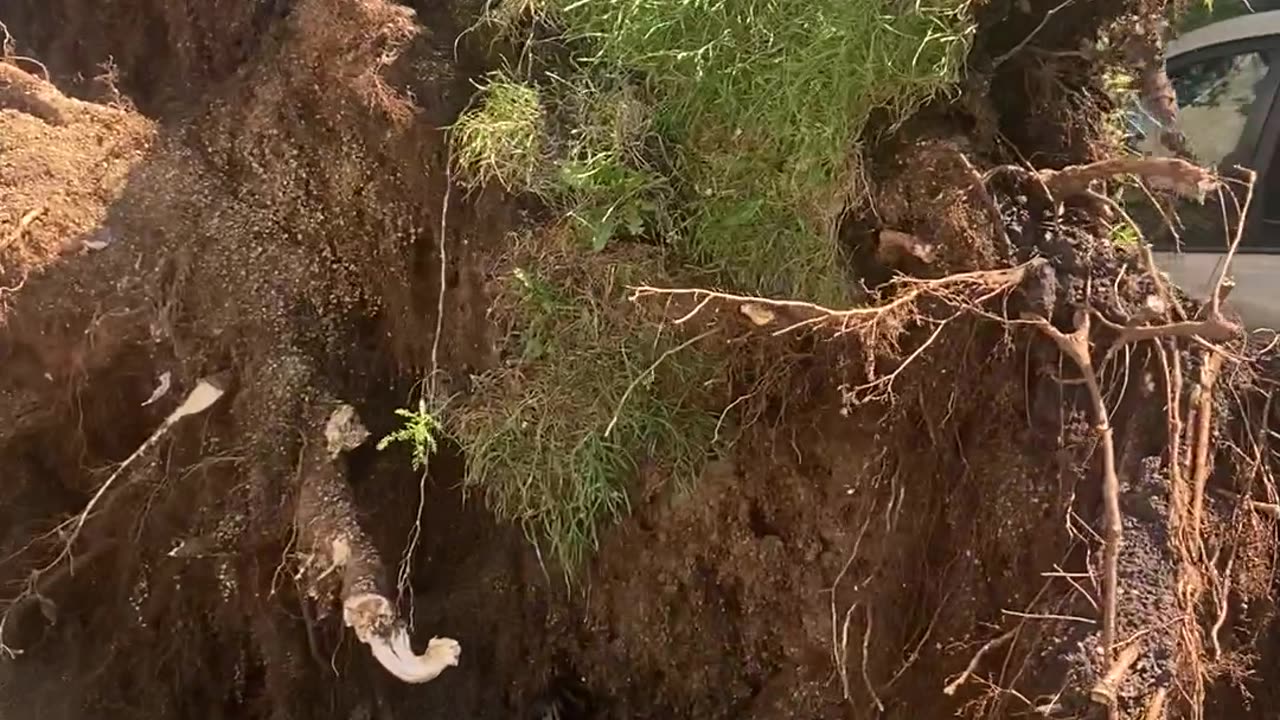 Big Tree Toppled During Severe Chicago Storm