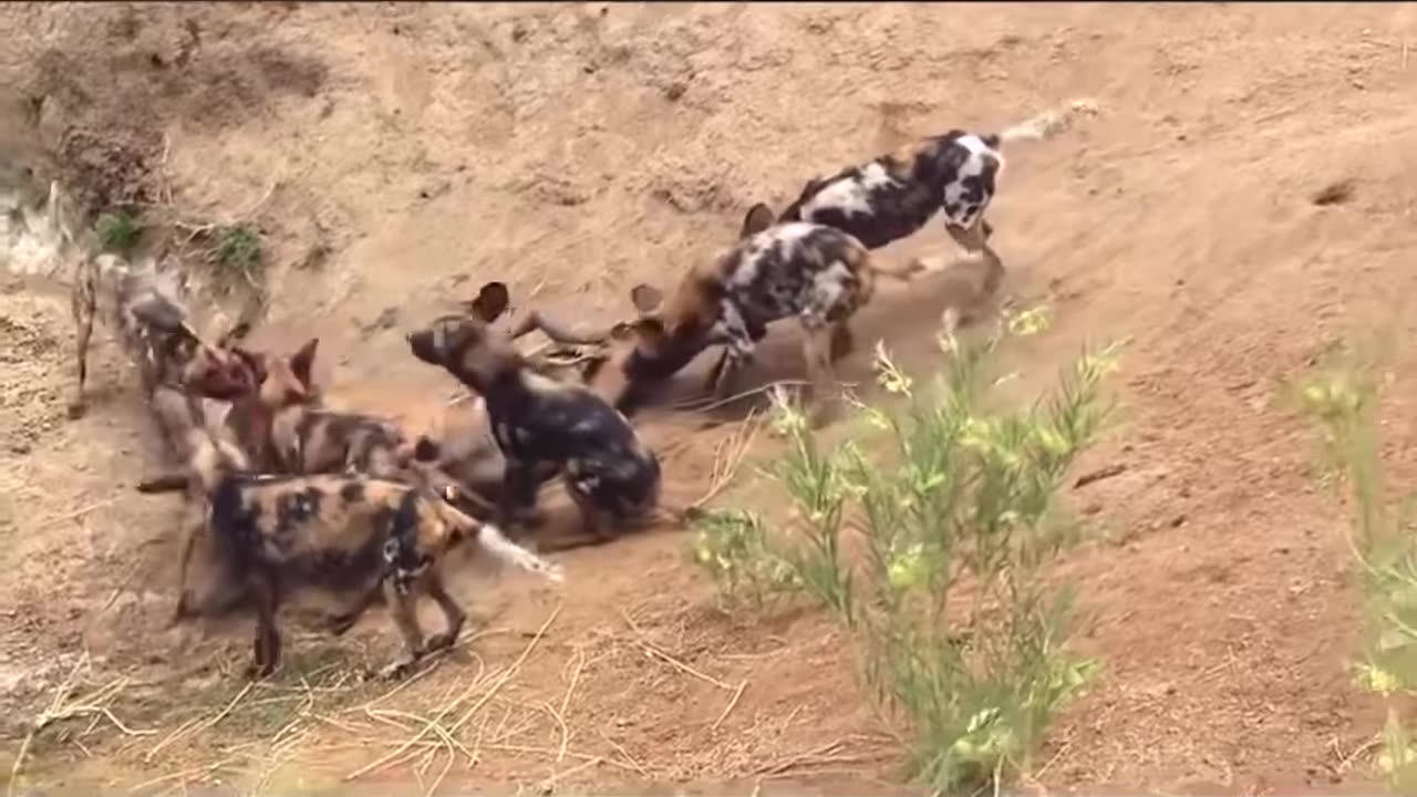 Wild dogs hunting impala