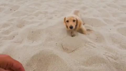 Pictures Of A Happy Dog