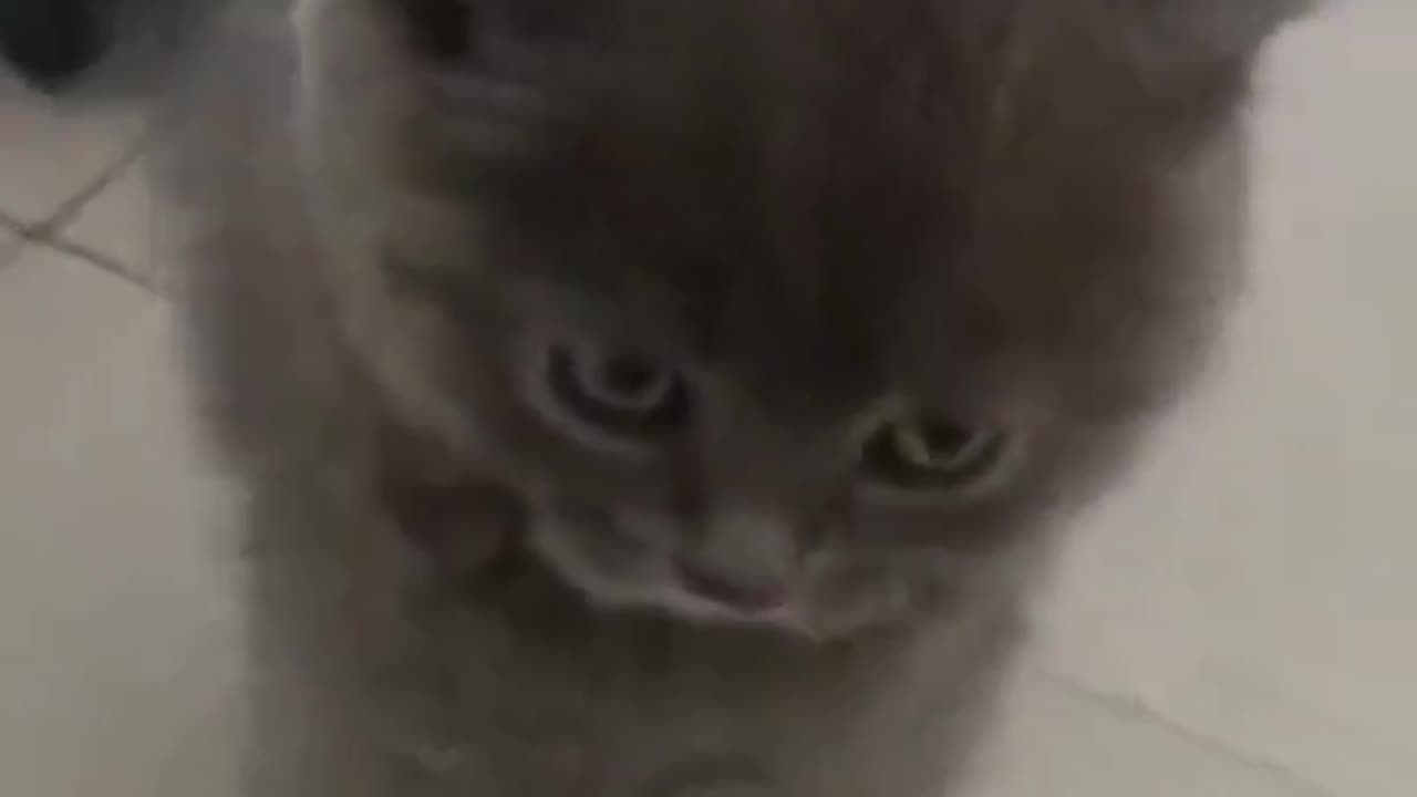 don't Challenge this smol Kitten