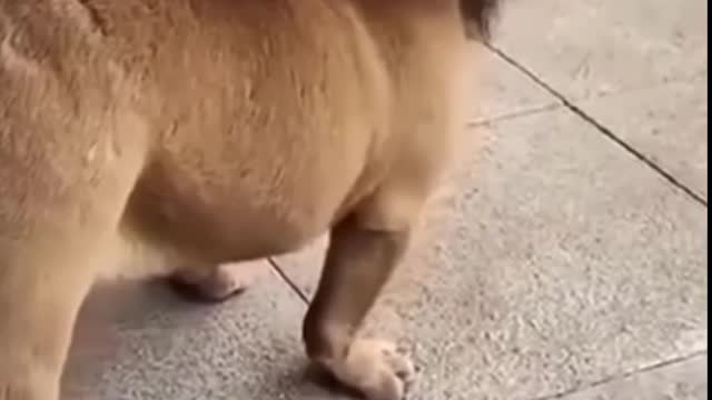 Funny dog video