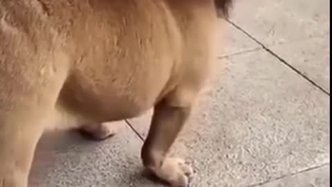 Funny dog video