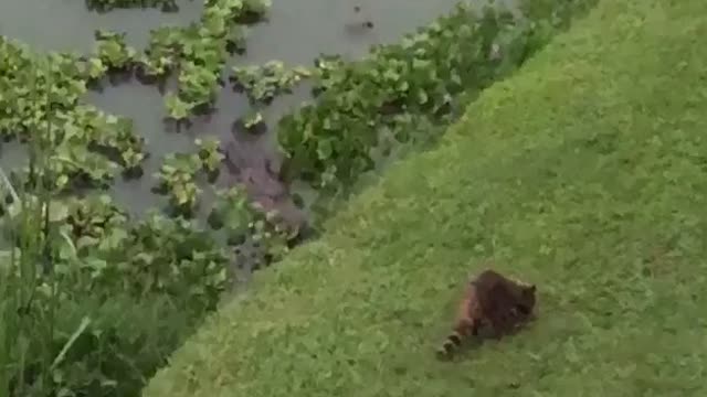 Raccoon Doesn't Want to Become Dinner