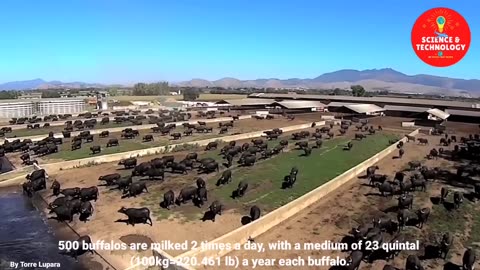 WONDERFUL ITALIAN WATER BUFFALO FARMING-AMAZING BUFFALO DAIRY FARM-MODERN TECHNOLOGY LIVESTOCK FARM